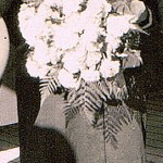 Stella 1927