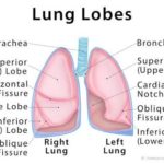 lungs 1